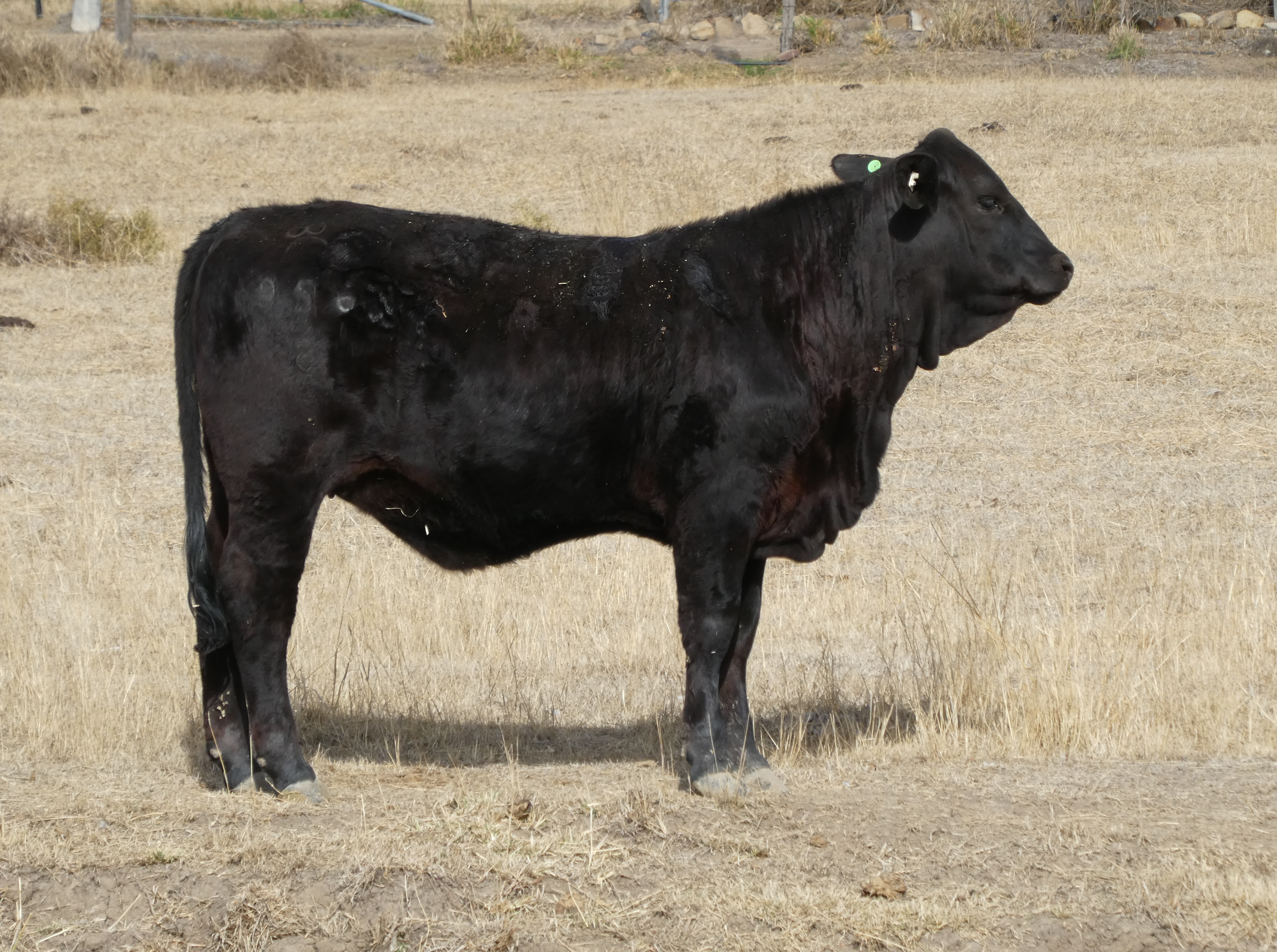 Elara Ophelia 2nd 956 at 14mths